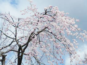 満開の桜を愛でましょう 鳳陽 内ヶ崎酒造店